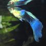 freshwater fish stocking in 30 gallons tank - Blue tuxedo guppy