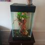 15 gallons freshwater fish tank (mostly fish and non-living decorations) - Distance view