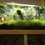 fish tank picture - Front view