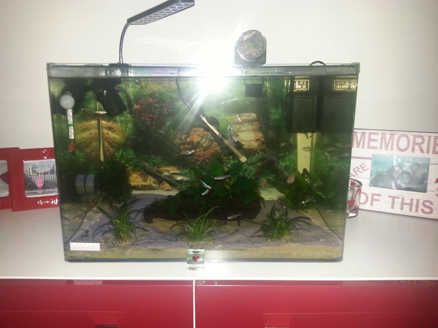 Rated #55: 14 Gallons Planted Tank - Back in 2014