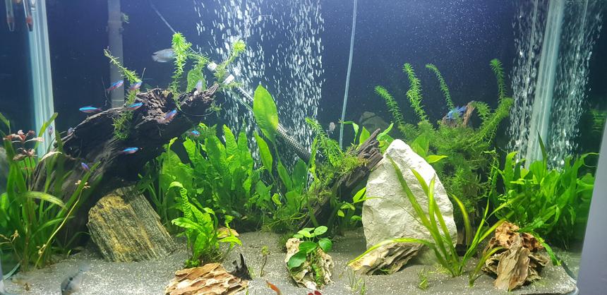 Rated #25: 90 Gallons Planted Tank - 1st pic