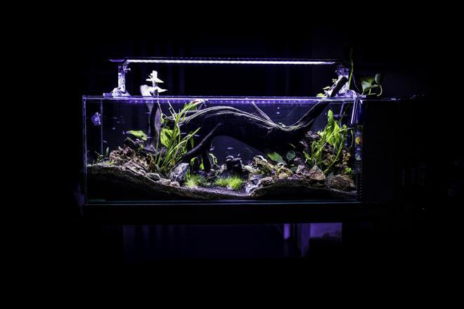 53 gallons planted tank (mostly live plants and fish) - front view of my neon´s tank
