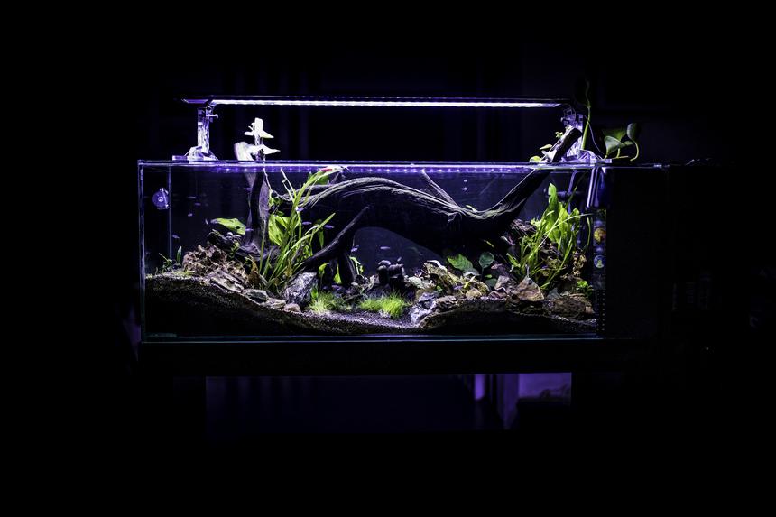 Rated #8: 53 Gallons Planted Tank - front view of my neon´s tank