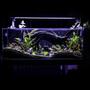 53 gallons planted tank (mostly live plants and fish) - front view of my neon´s tank