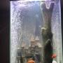 47 gallons freshwater fish tank (mostly fish and non-living decorations) - 47 gallon column tank full of cichlids