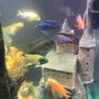 fish tank picture - All 8 peacock cichlids in one picture in my 47 gallon 30 inch tall tank!