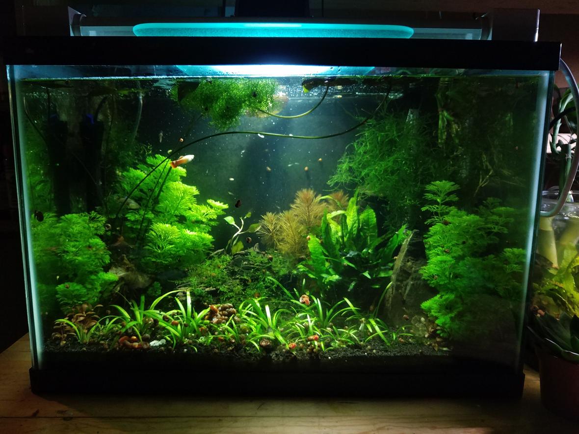 20 gallons freshwater fish tank (mostly fish and non-living decorations) - My 1st community tank. 20 gallons with guppies and their babies, cory cats, ghost shrimps and many ramshorn snails