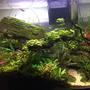 20 gallons planted tank (mostly live plants and fish) - Escarpment in the Jungle