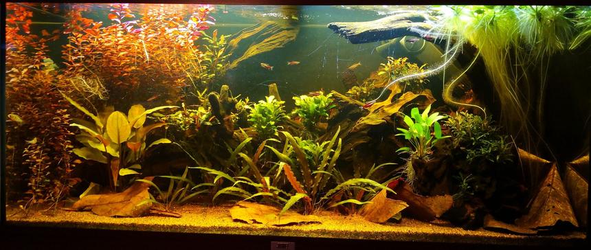 Rated #15: 47 Gallons Planted Tank - Front