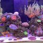 85 gallons reef tank (mostly live coral and fish) - First upload to the site. :)
