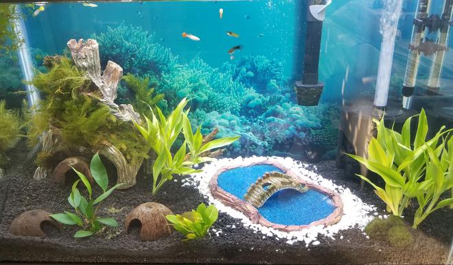 65 gallons planted tank (mostly live plants and fish) - My new 65g after a week.