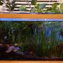 36 gallons planted tank (mostly live plants and fish) - planted 75