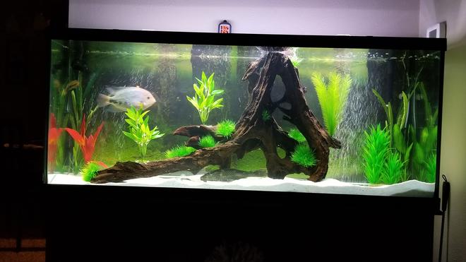 125 gallons freshwater fish tank (mostly fish and non-living decorations) - 125Gal SA Cichlid tank
