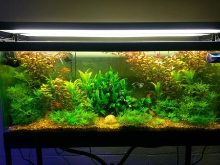 75 gallons planted tank (mostly live plants and fish) - My 75 gal planted tank. Been up and running for three years.