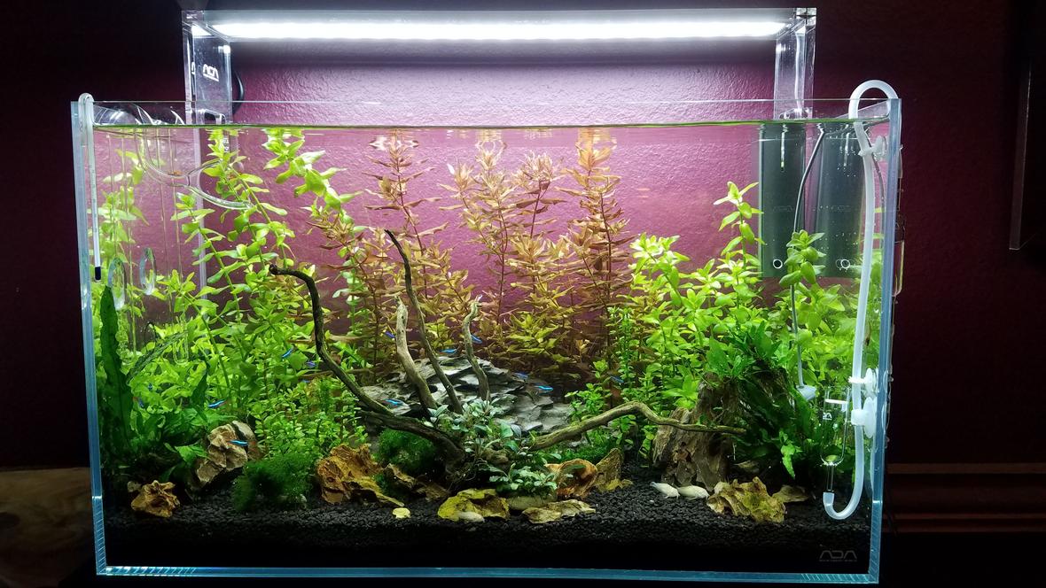 17 gallons planted tank (mostly live plants and fish) - Over ran by Beauty!