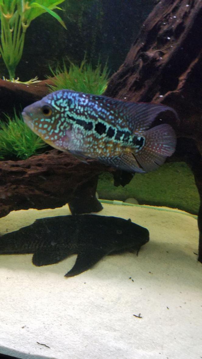 saltwater fish stocking in 125 gallons tank - King Kamfa Flowerhorn