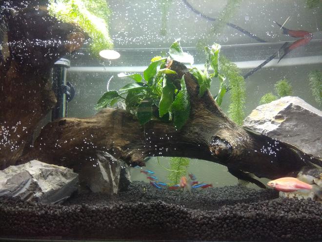 15 gallons planted tank (mostly live plants and fish) - First one, after 5 months.