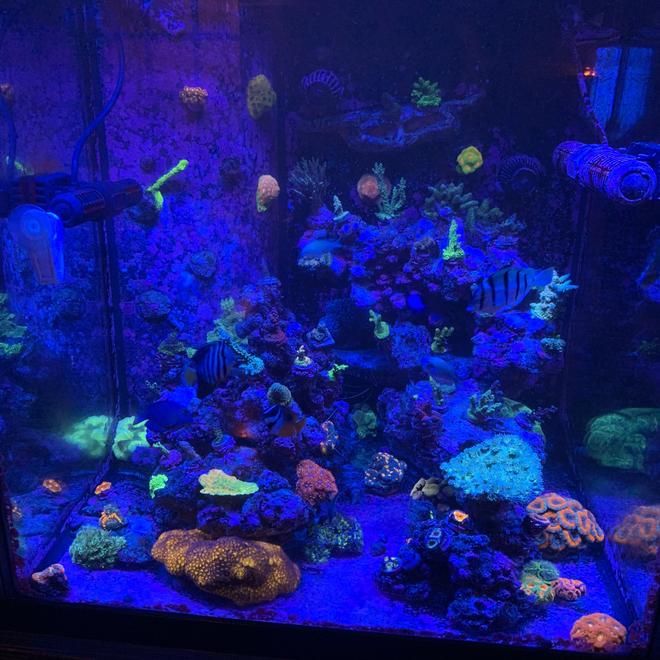 60 gallons reef tank (mostly live coral and fish) - Bbytank aquaforest