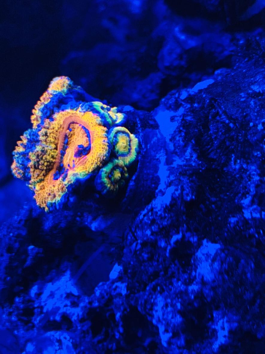 fish tank picture - Rainbow