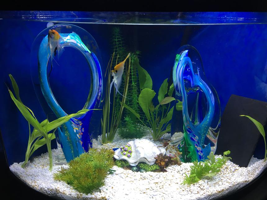 Rated #20: 36 Gallons Freshwater Fish Tank - Blue Glass Lagoon