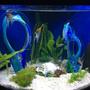 36 gallons freshwater fish tank (mostly fish and non-living decorations) - Blue Glass Lagoon