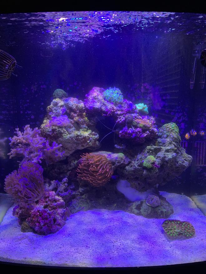 32 gallons reef tank (mostly live coral and fish) - 6 months in