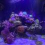 32 gallons reef tank (mostly live coral and fish) - 6 months in