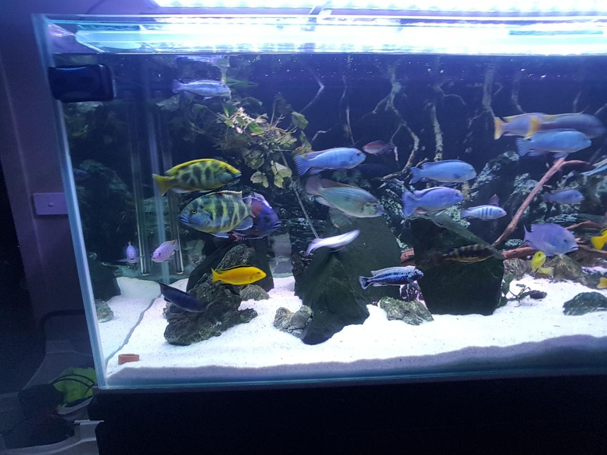 125 gallons freshwater fish tank (mostly fish and non-living decorations) - Random2