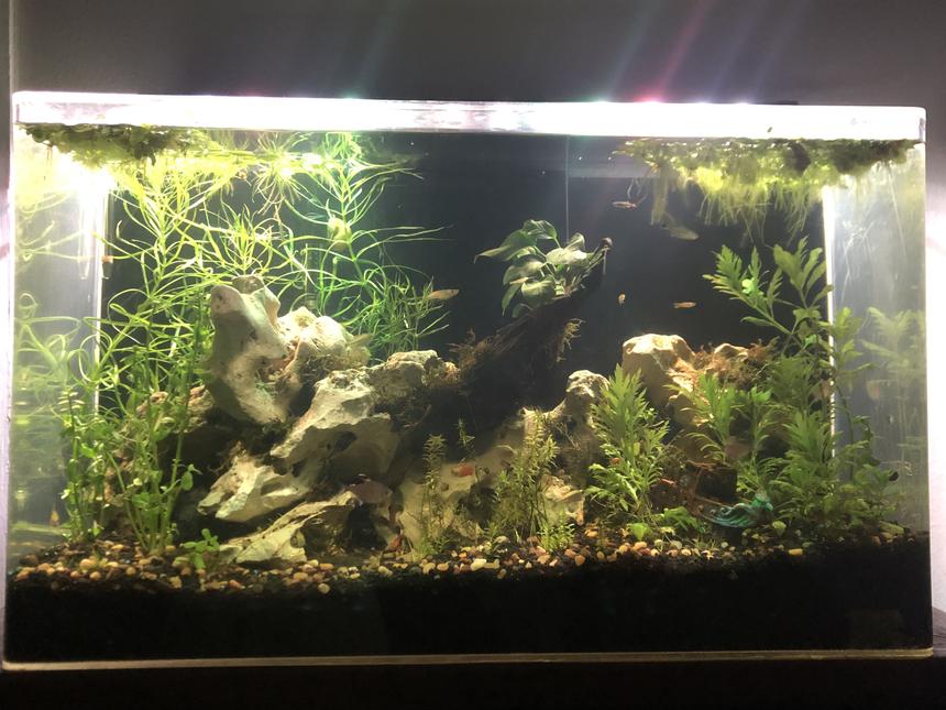 Rated #19: 65 Gallons Planted Tank - Freshwater community