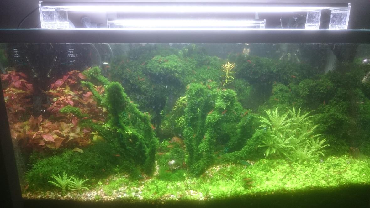 25 gallons planted tank (mostly live plants and fish) - shrimp tank