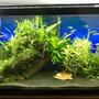 55 gallons planted tank (mostly live plants and fish) - 55 Gallon Planted