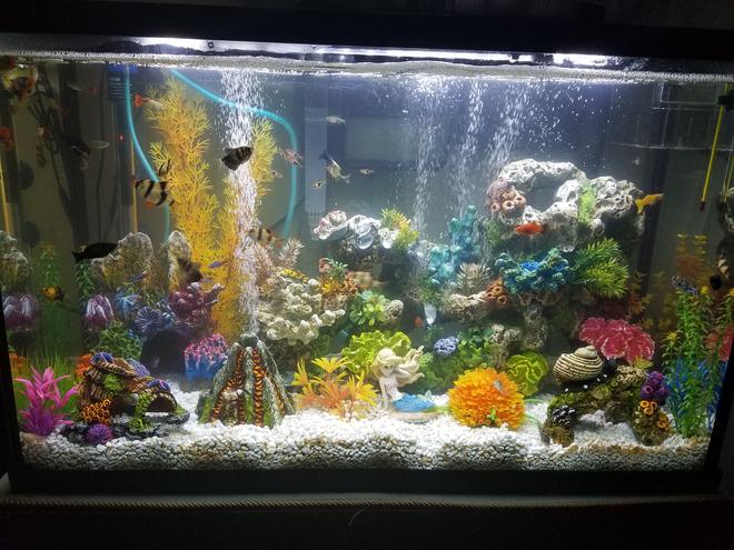30 gallons freshwater fish tank (mostly fish and non-living decorations) - My tropical community tank!
