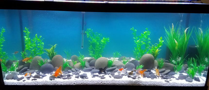 Rated #17: 75 Gallons Freshwater Fish Tank - Goldie tank