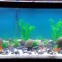 75 gallons freshwater fish tank (mostly fish and non-living decorations) - Goldie tank