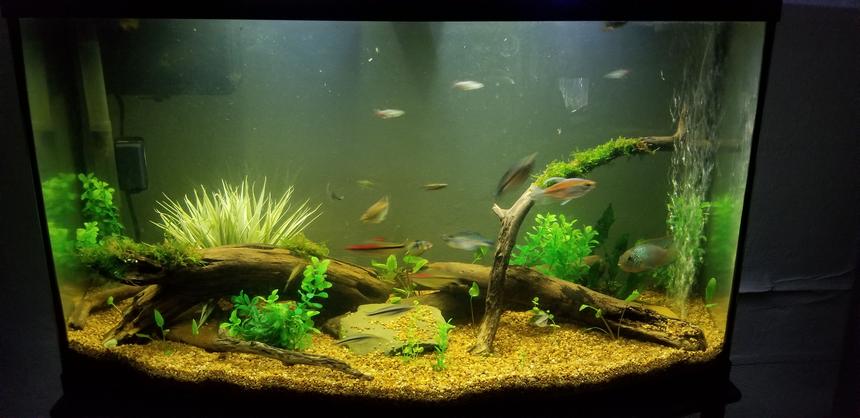 Rated #21: 55 Gallons Planted Tank - 46 gallon bowfront community tank.

Contains both live and artificial plants.