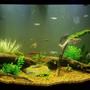 55 gallons planted tank (mostly live plants and fish) - 46 gallon bowfront community tank. Contains both live and artificial plants.