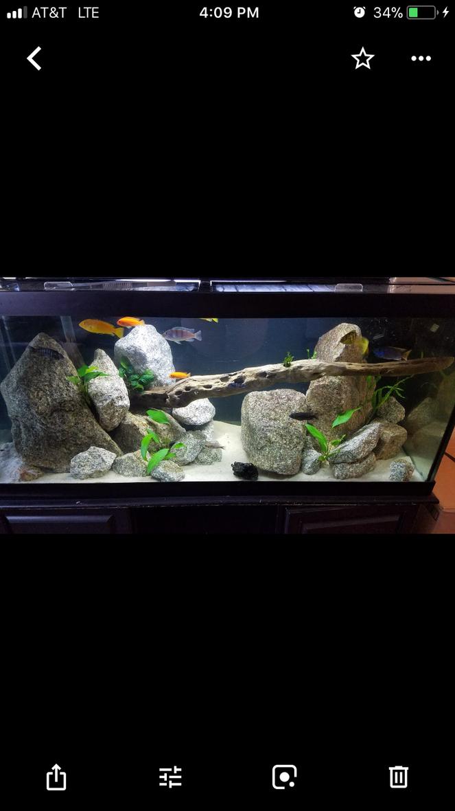 Rated #11: 75 Gallons Freshwater Fish Tank - 75 Gallon cichlid tank