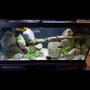 75 gallons freshwater fish tank (mostly fish and non-living decorations) - 75 Gallon cichlid tank