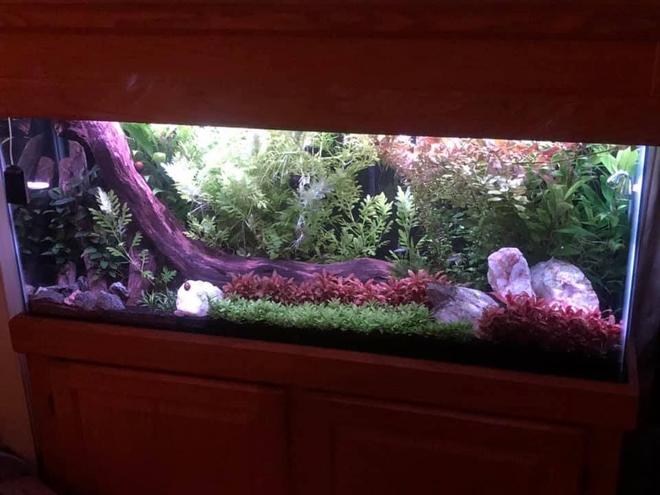 55 gallons freshwater fish tank (mostly fish and non-living decorations) - My 55