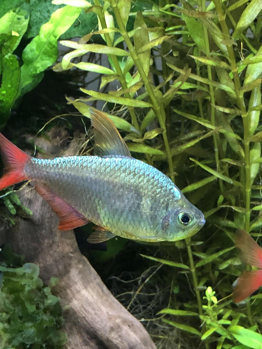 freshwater fish stocking in 29 gallons tank - Colombian tetra