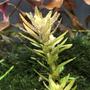 fish tank picture - Pearling Rotala