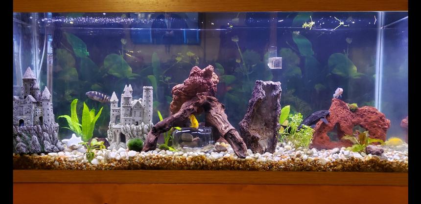Rated #16: 55 Gallons Freshwater Fish Tank - 55 gal