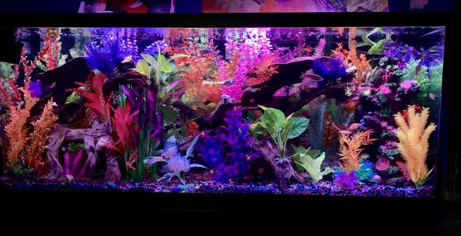 125 gallons freshwater fish tank (mostly fish and non-living decorations) - Front view tank