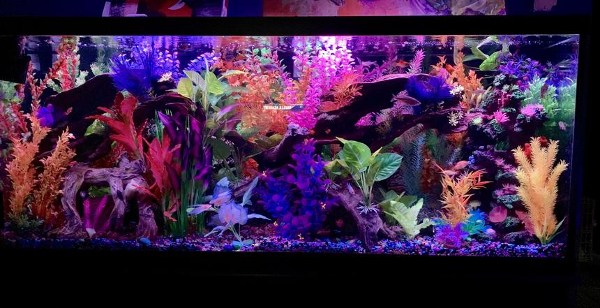Rated #9: 125 Gallons Freshwater Fish Tank - Front view tank