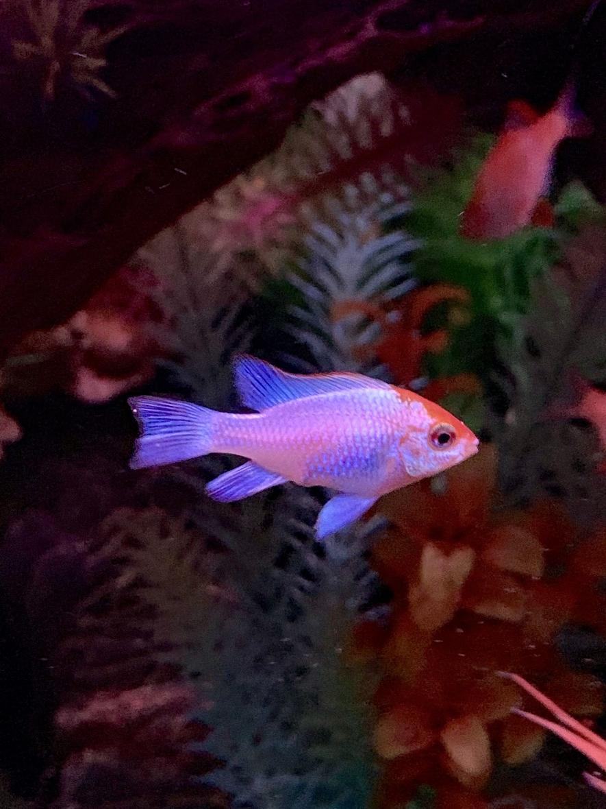 Rated #10: Freshwater Fish Stocking In 125 Gallons Tank - My neon electric blue ram