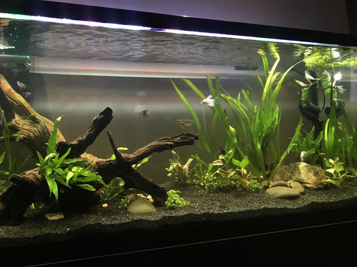 55 gallons planted tank (mostly live plants and fish) - New 55 Gallon Planted Tank