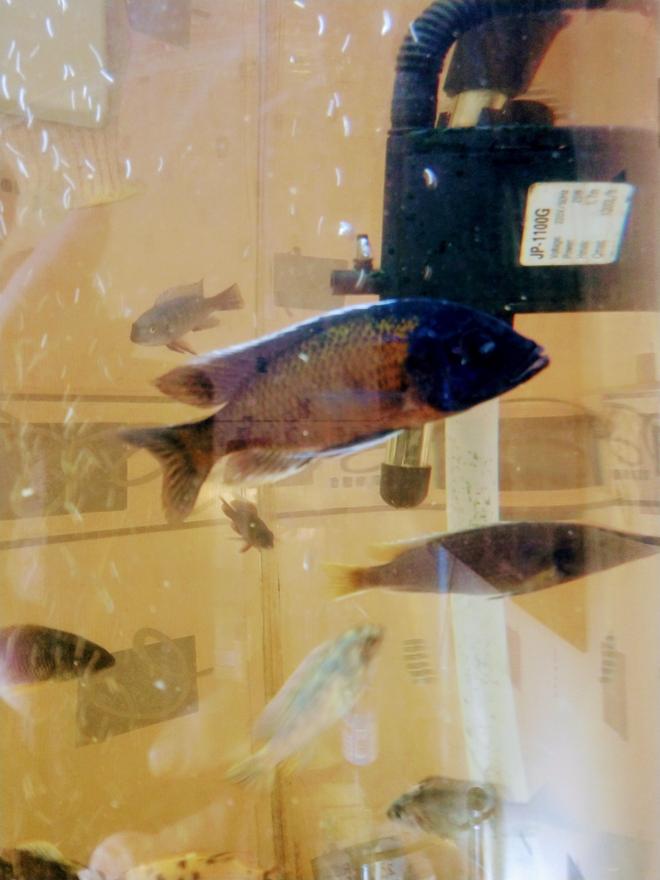 freshwater fish stocking in 90 gallons tank - Cichlids