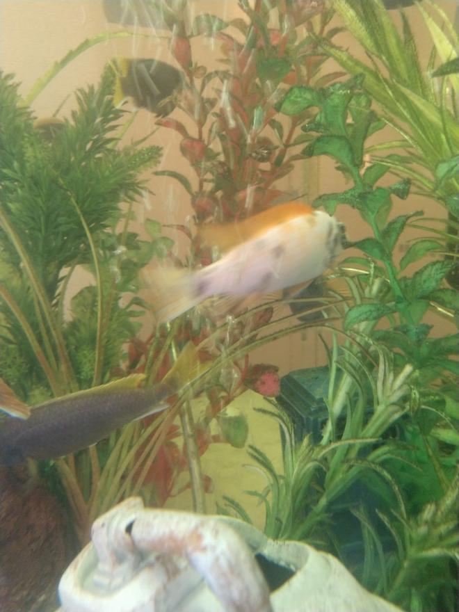 90 gallons freshwater fish tank (mostly fish and non-living decorations) - Addt