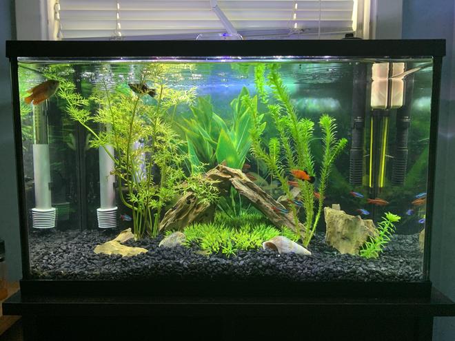 10 gallons freshwater fish tank (mostly fish and non-living decorations) - My 10 gallon semi-planted tank
