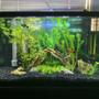10 gallons freshwater fish tank (mostly fish and non-living decorations) - My 10 gallon semi-planted tank